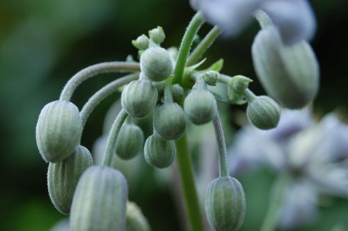 Clematis