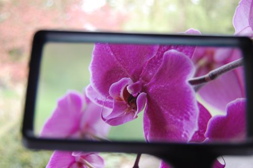 flower seen through magnifying glass